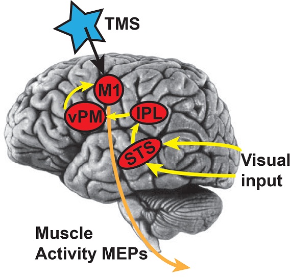 TMS to motor cortex